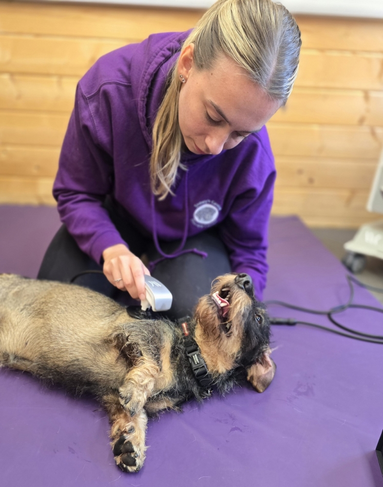 Image from Lilly’s Owner, Toni Huxley