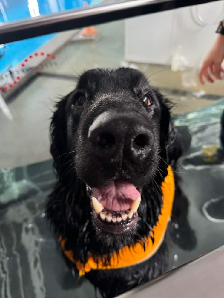 Image from Monty’s Owner, Katie Aldred